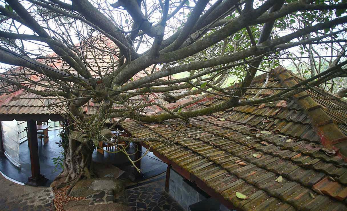 Niraamaya Wellness Retreats, Surya Samudra, Kovalam Kültér fotó